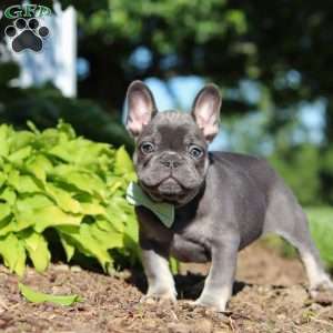 Marco, French Bulldog Puppy